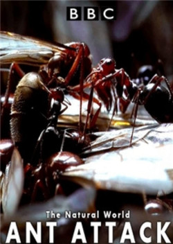 Kiến ăn thịt (The Natural World - Ant Attack) [2006]