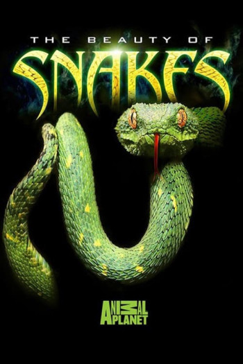 Nét đẹp của loài rắn (The Beauty of Snakes) [2003]